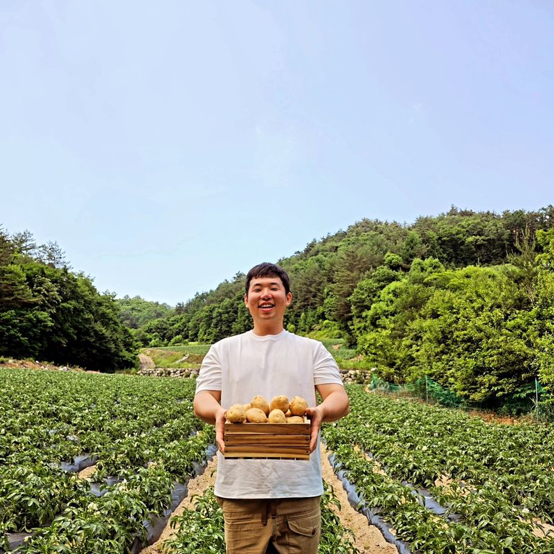 김웅래님의 장터 판매 상품 [강원도 강릉 햇감자 특 10kg] 첨부 사진