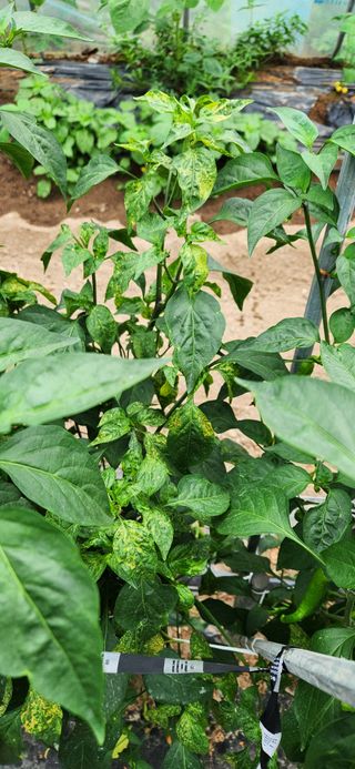 병아리농사꾼님의 고추 · 병해충상담 작성글 사진