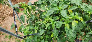 병아리농사꾼님의 고추 · 병해충상담 작성글 사진