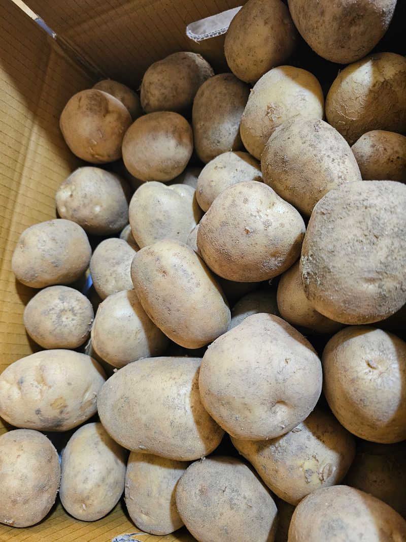 김웅래님의 장터 판매 상품 [강원도 강릉 햇감자 왕특사이즈 10kg] 첨부 사진