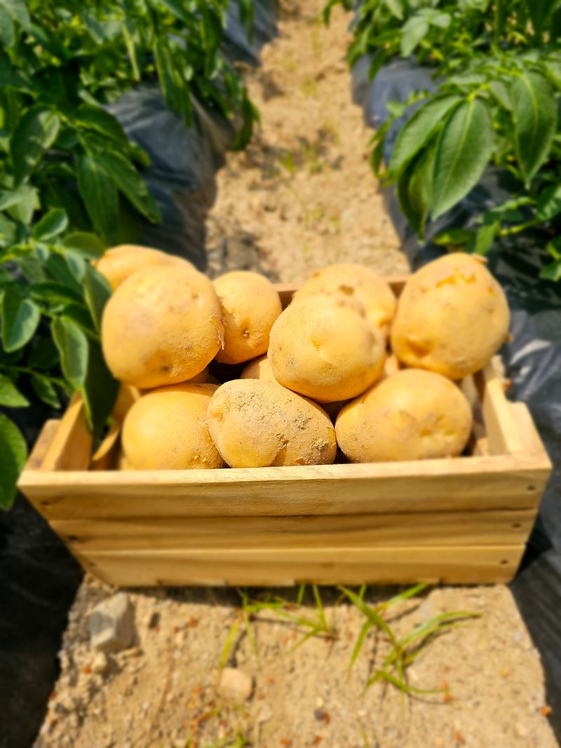 김웅래님의 장터 판매 상품 [강원도 강릉 햇감자 왕특사이즈 10kg] 첨부 사진