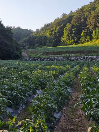 김웅래님의 작성글 사진