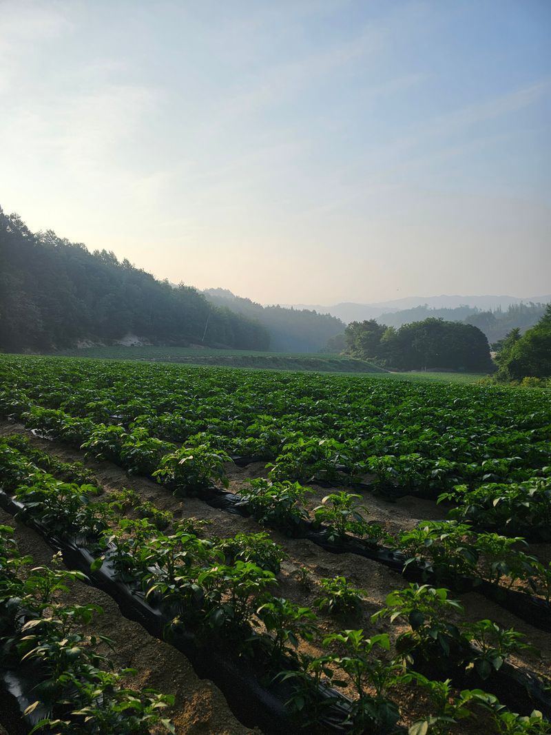 김웅래님의 장터 판매 상품 [강원도 강릉 햇감자 왕특사이즈 10kg] 첨부 사진