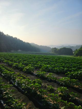 김웅래님의 작성글 사진