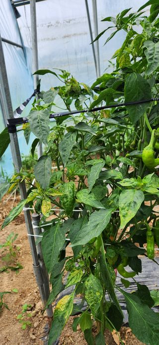 병아리농사꾼님의 고추 · 병해충상담 작성글 사진