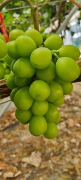 팜모닝 👩🏻‍🌾7월 농작업 계획·참여글 게시글 이미지