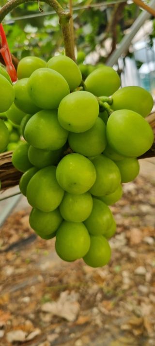 백화선님의 👩🏻‍🌾7월 농작업 계획 · 참여글 작성글 사진