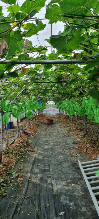 백화선님의 👩🏻‍🌾7월 농작업 계획 · 참여글 작성글 사진