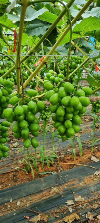 백화선님의 👩🏻‍🌾7월 농작업 계획 · 참여글 작성글 사진