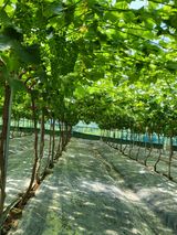 팜모닝 자유주제·자유게시판 게시글 이미지