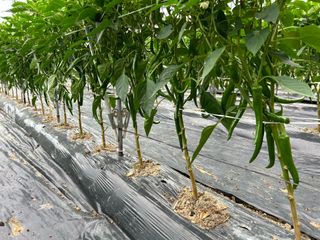 노력한만큼거둘수이다님의 자유주제 · 자유게시판 작성글 사진