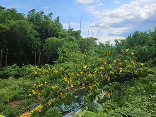 이신님의 👩🏻‍🌾7월 농작업 계획 · 참여글 작성글 사진