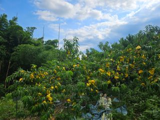이신님의 👩🏻‍🌾7월 농작업 계획 · 참여글 작성글 사진