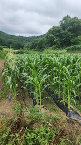 팜모닝 옥수수·영농일지 게시글 이미지