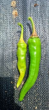 팜모닝 고추·병해충상담 게시글 이미지