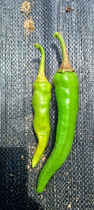 김기승님의 고추 · 병해충상담 작성글 사진