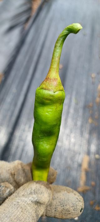 김기승님의 고추 · 병해충상담 작성글 사진