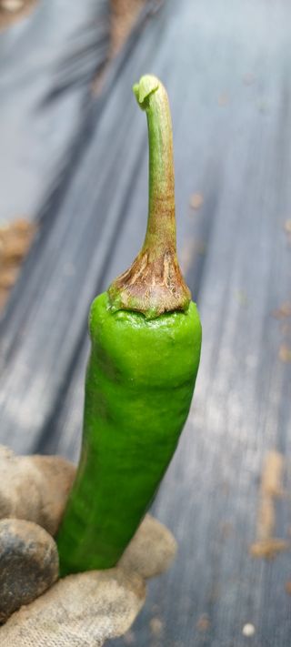 김기승님의 고추 · 병해충상담 작성글 사진