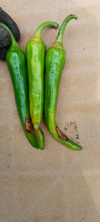 김기승님의 고추 · 병해충상담 작성글 사진