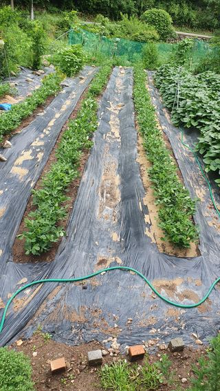 강병도님의 기타작물 · 영농일지 작성글 사진