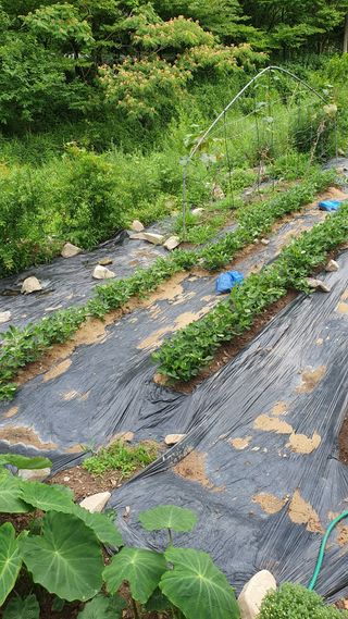 강병도님의 기타작물 · 영농일지 작성글 사진