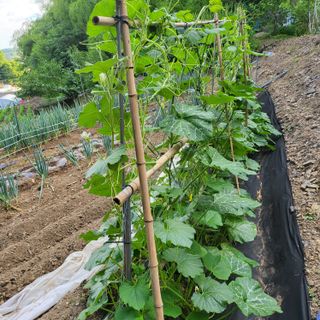 오케바리(옥경종)님의 👩🏻‍🌾7월 농작업 계획 · 참여글 작성글 사진