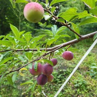 오케바리(옥경종)님의 👩🏻‍🌾7월 농작업 계획 · 참여글 작성글 사진