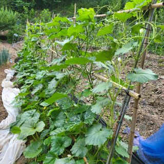 오케바리(옥경종)님의 👩🏻‍🌾7월 농작업 계획 · 참여글 작성글 사진