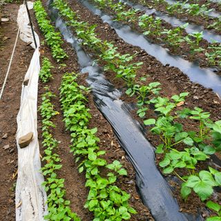 오케바리(옥경종)님의 👩🏻‍🌾7월 농작업 계획 · 참여글 작성글 사진