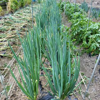 오케바리(옥경종)님의 👩🏻‍🌾7월 농작업 계획 · 참여글 작성글 사진