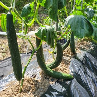 오케바리(옥경종)님의 👩🏻‍🌾7월 농작업 계획 · 참여글 작성글 사진