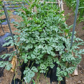 오케바리(옥경종)님의 👩🏻‍🌾7월 농작업 계획 · 참여글 작성글 사진