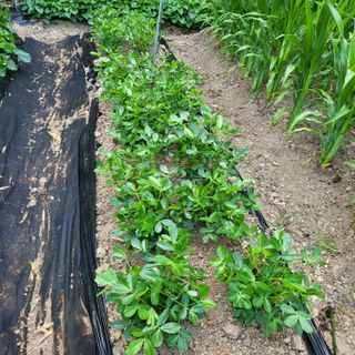 오케바리(옥경종)님의 👩🏻‍🌾7월 농작업 계획 · 참여글 작성글 사진