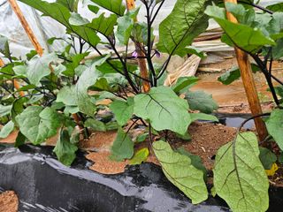 양간다리님의 자유주제 · 자유게시판 작성글 사진