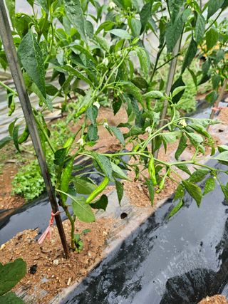 양간다리님의 자유주제 · 자유게시판 작성글 사진