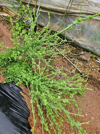 양간다리님의 자유주제 · 자유게시판 작성글 사진