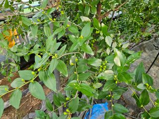 김강식님의 기타작물 · 영농일지 작성글 사진