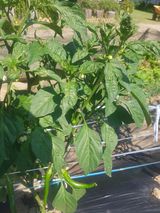 팜모닝 고추·영농일지 게시글 이미지