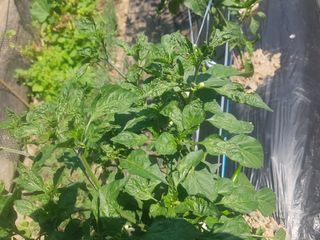 나는할수있다님의 고추 · 영농일지 작성글 사진