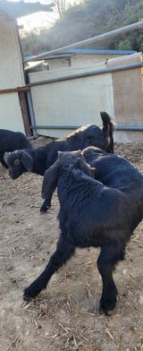 팜모닝 고추·영농일지 게시글 이미지