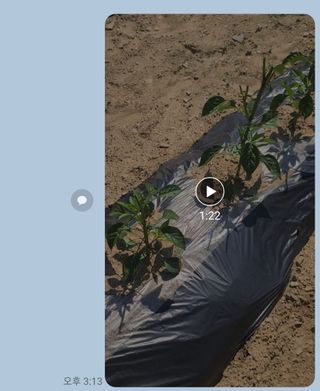 레이디님의 고추 · 지주설치•유인•성장 작성글 사진