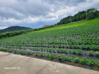 게으른농사꾼님의 콩 · 영농일지 작성글 사진