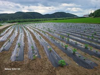 게으른농사꾼님의 콩 · 영농일지 작성글 사진
