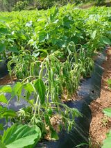 팜모닝 참깨·병해충상담 게시글 이미지