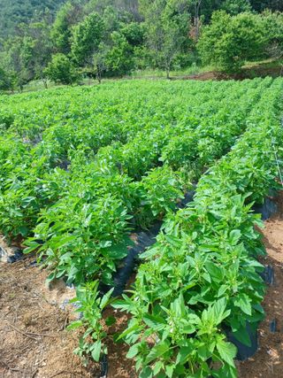 풍천인님의 참깨 · 병해충상담 작성글 사진