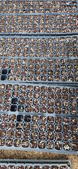 팜모닝 들깨·영농일지 게시글 이미지