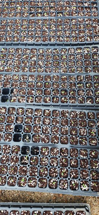 한중리님의 들깨 · 영농일지 작성글 사진