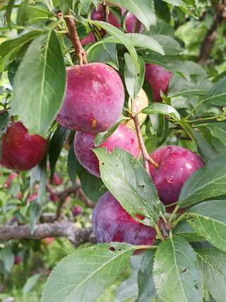 신현철님의 자두 · 영농일지 작성글 사진