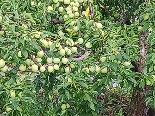 신현철님의 자두 · 영농일지 작성글 사진