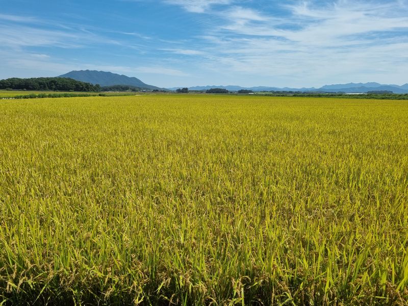 목하농장님의 장터 판매 상품 [신동진 쌀 10kg] 첨부 사진
